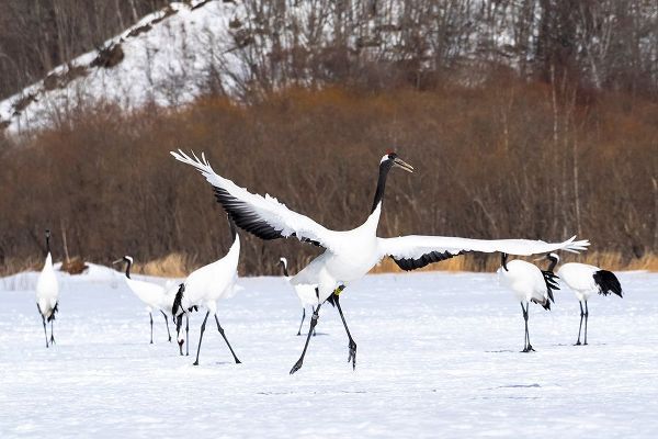 Goff, Ellen 아티스트의 Japan-Hokkaido-Kushiro-Tsuri- A red-crowned crane dances while the rest of the group looks on작품입니다.